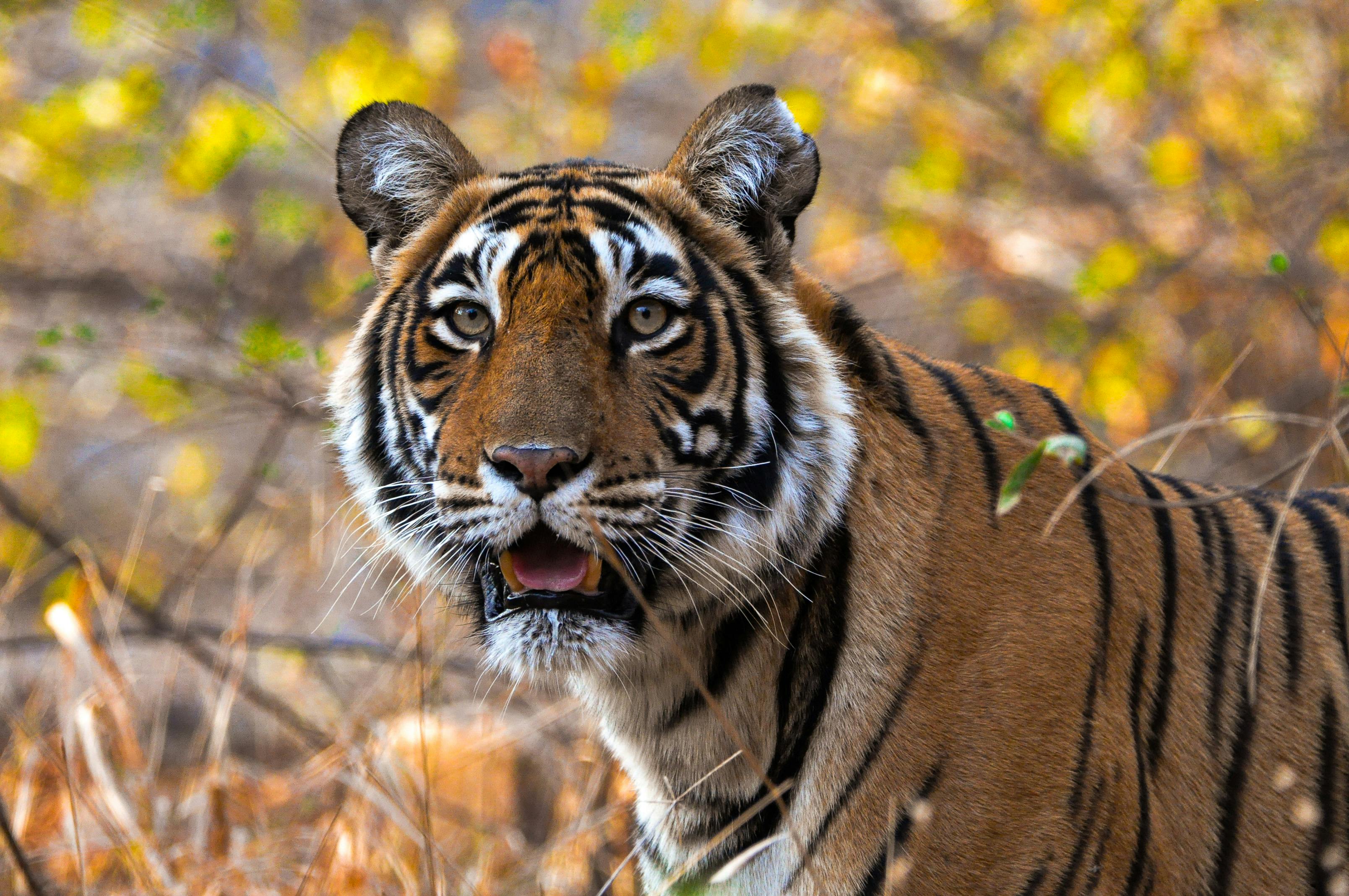 Ranthambore Tiger Safari