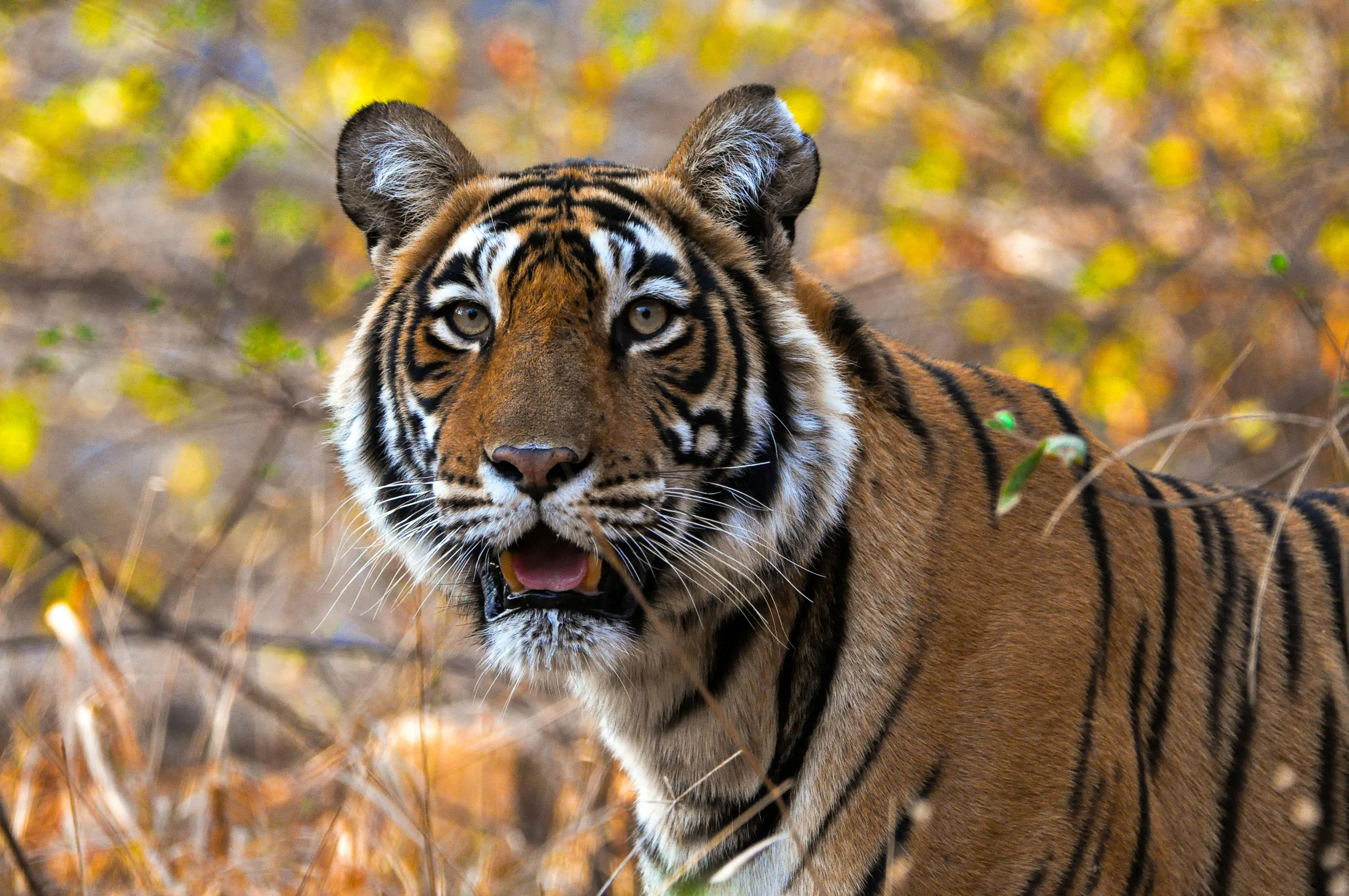 Ranthambore Tiger Safari