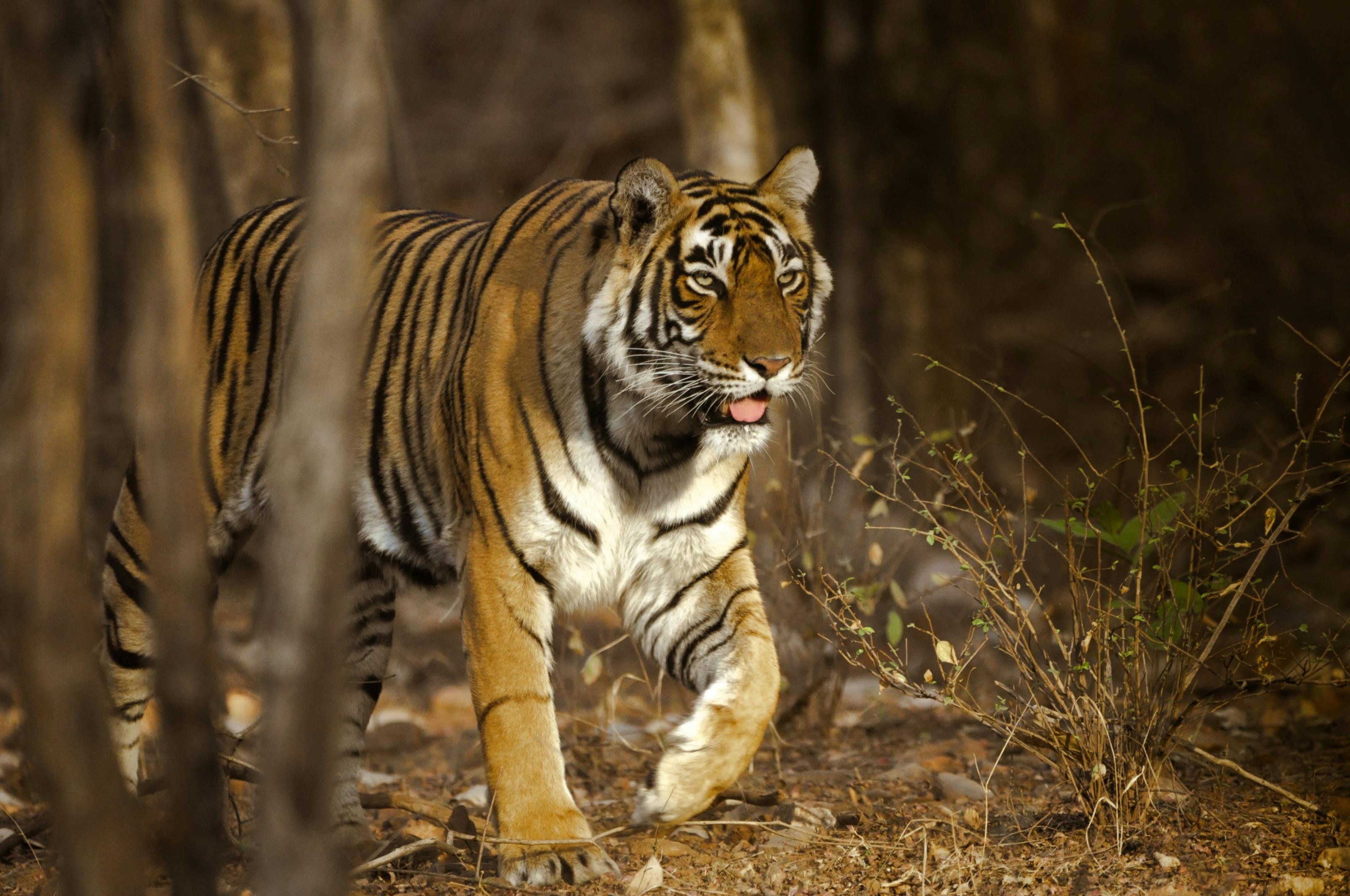 Ranthambore National Park