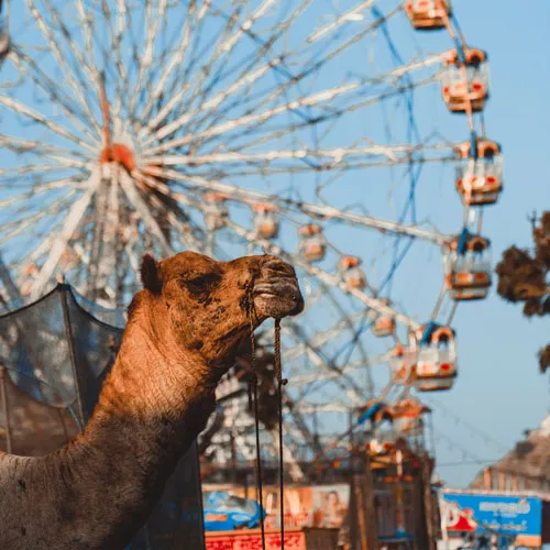 Pushkar Brahma Temple and lake ghats at sunset