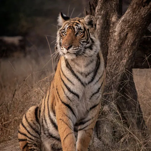 Ranthambore tiger safari jeep inside the national park