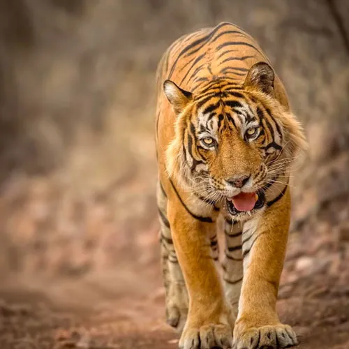 Bengal tiger Ranthambore National Park safari